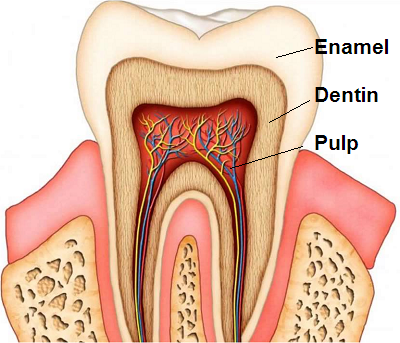 Parts of the Tooth: General Information